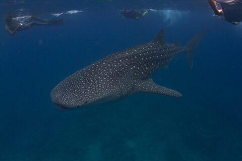 A white-spotted whale shark swims below three snorkelers at the surface, in dark blue water