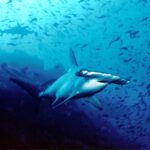 A scalloped hammerhead swimming toward the lens in blue water, two more hammerheads behind it and a cloud of small fish above the rocky bottom.