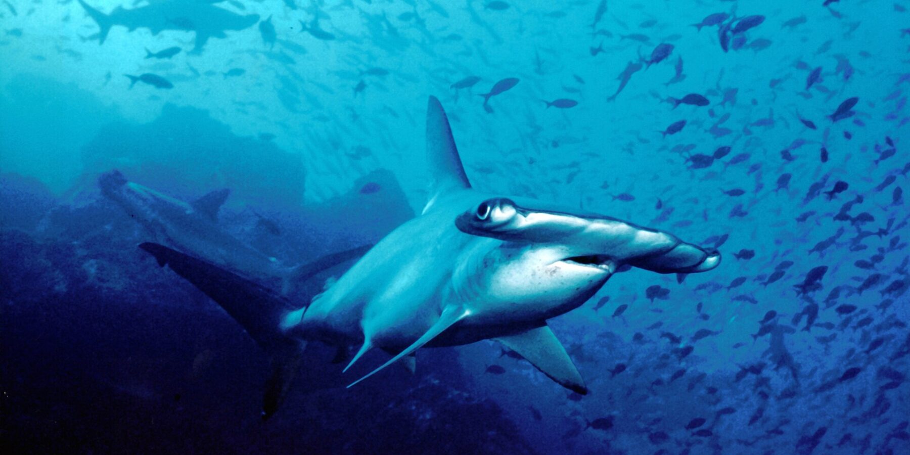 A scalloped hammerhead swimming toward the lens in blue water, two more hammerheads behind it and a cloud of small fish above the rocky bottom.