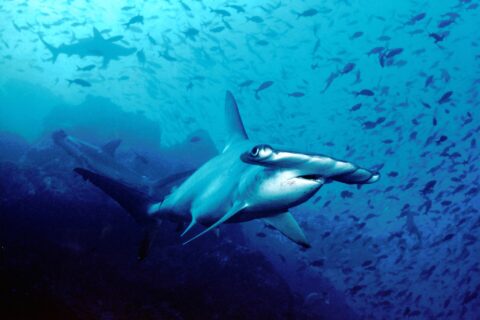 A scalloped hammerhead swimming toward the lens in blue water, two more hammerheads behind it and a cloud of small fish above the rocky bottom.