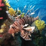 A lionfish with brown stripes and long fins spread out in front of red soft corals and a yellow fire coral