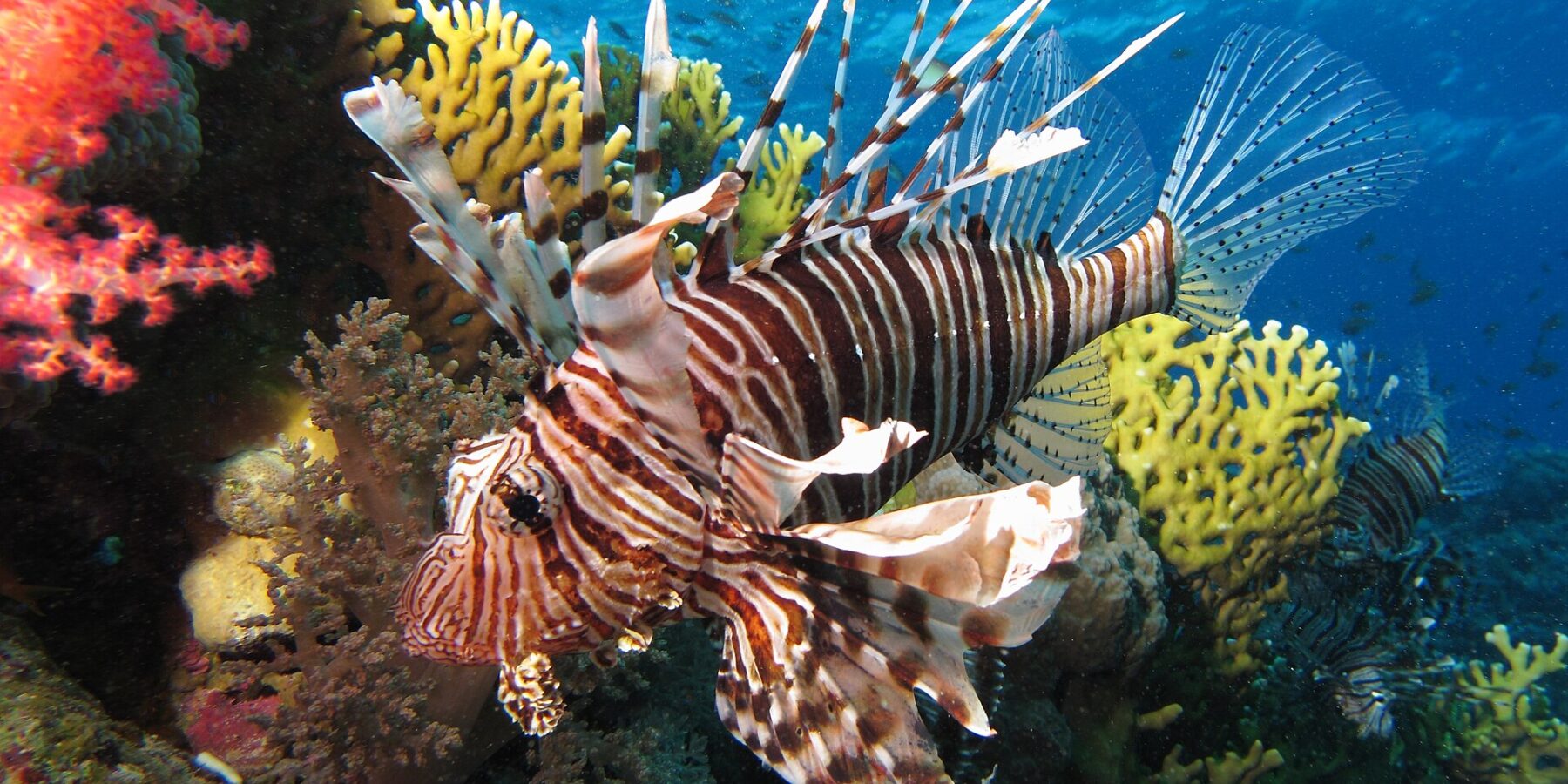 A lionfish with brown stripes and long fins spread out in front of red soft corals and a yellow fire coral