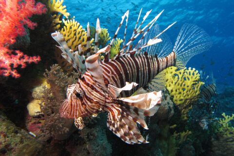 A lionfish with brown stripes and long fins spread out in front of red soft corals and a yellow fire coral