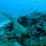 A beige zebra shark covered in black spots swims toward the camera just above a coral reef, its long tail raised, in a cloud of small silver fish, with white sand on the left and blue water above