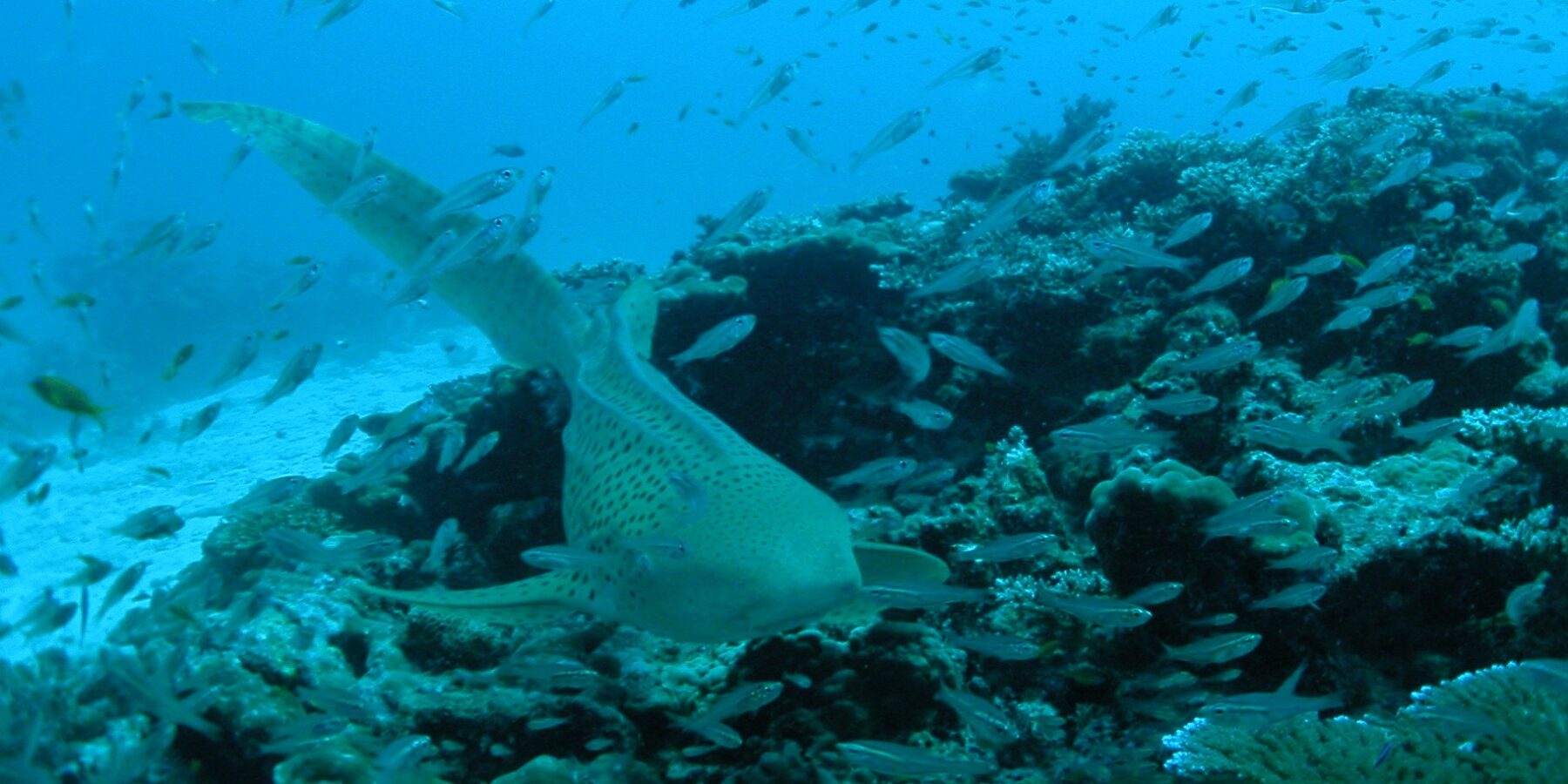 A beige zebra shark covered in black spots swims toward the camera just above a coral reef, its long tail raised, in a cloud of small silver fish, with white sand on the left and blue water above