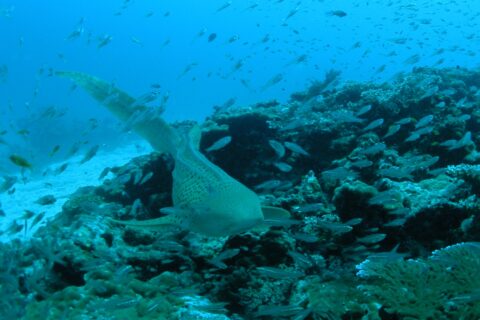 A beige zebra shark covered in black spots swims toward the camera just above a coral reef, its long tail raised, in a cloud of small silver fish, with white sand on the left and blue water above