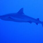 A gray reef shark seen in profile, from snout to tail, swims in uniform blue water, slightly above the photographer