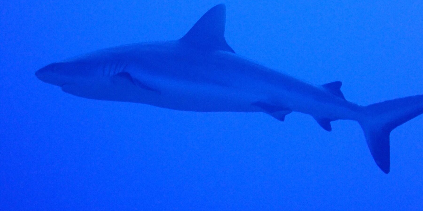A gray reef shark seen in profile, from snout to tail, swims in uniform blue water, slightly above the photographer