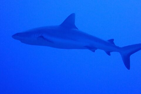 A gray reef shark seen in profile, from snout to tail, swims in uniform blue water, slightly above the photographer
