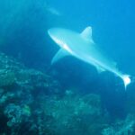 A gray reef shark swims above a wall covered in black coral bushes, with a second shark in the background in blue-green water