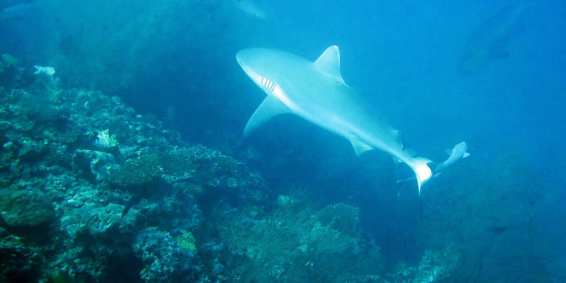 A gray reef shark swims above a wall covered in black coral bushes, with a second shark in the background in blue-green water