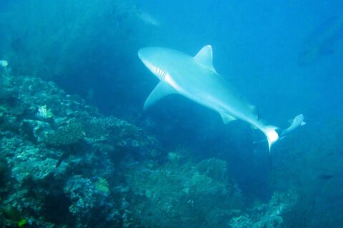 A gray reef shark swims above a wall covered in black coral bushes, with a second shark in the background in blue-green water