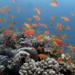 A cloud of orange anthias above a hard coral reef, in clear blue water