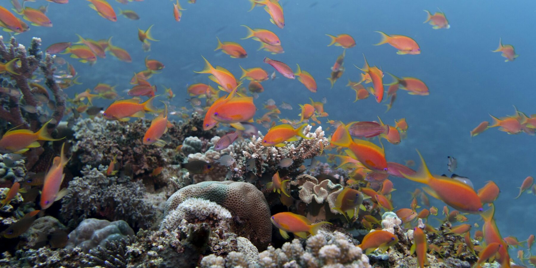 A cloud of orange anthias above a hard coral reef, in clear blue water