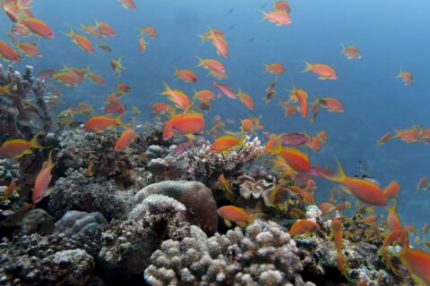 A cloud of orange anthias above a hard coral reef, in clear blue water