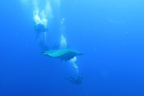 A mobula ray passes between divers holding the boat's line, in the deep blue of Princess Alice Bank