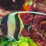 A Moorish idol striped black and yellow, its long white dorsal filament stretched out, in front of a wall covered in red sponges and soft corals at Hin Daeng
