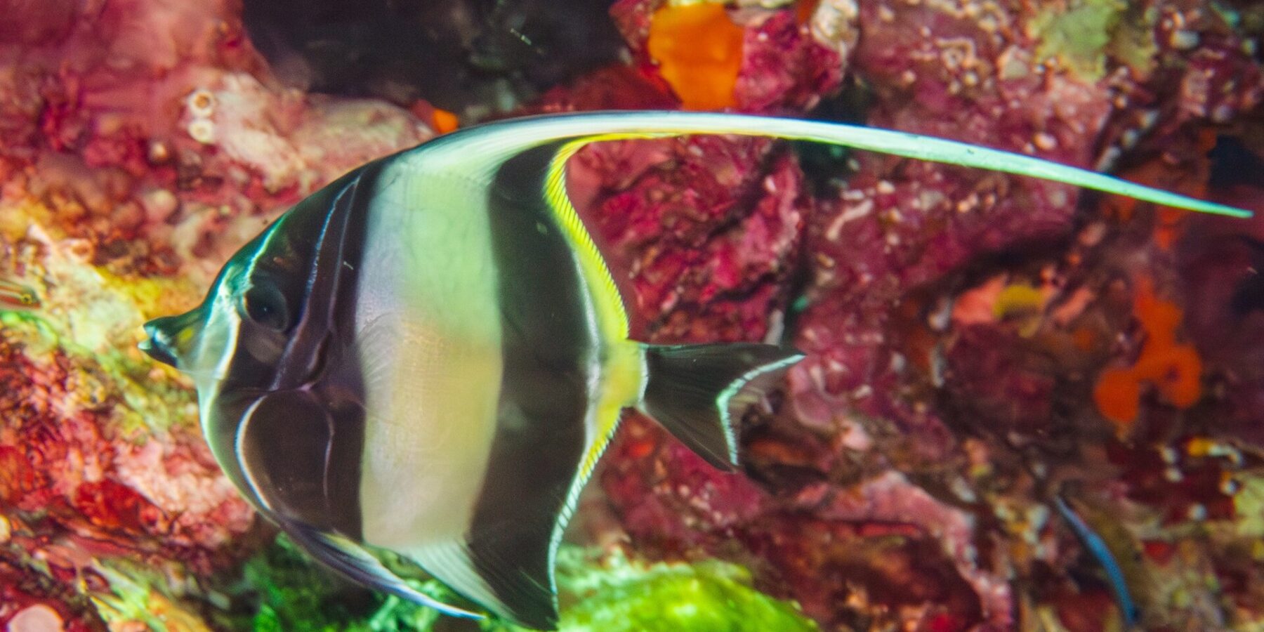 A Moorish idol striped black and yellow, its long white dorsal filament stretched out, in front of a wall covered in red sponges and soft corals at Hin Daeng