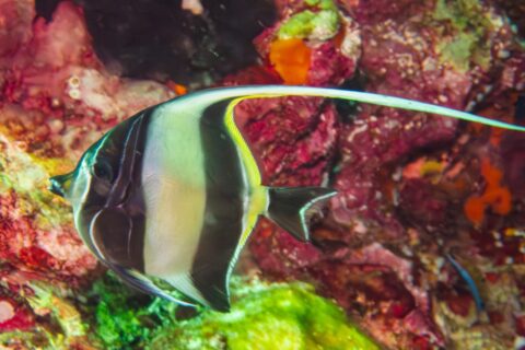 A Moorish idol striped black and yellow, its long white dorsal filament stretched out, in front of a wall covered in red sponges and soft corals at Hin Daeng