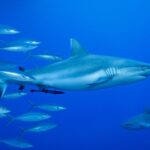 A gray reef shark seen in profile, with a remora under its belly, swims in the blue next to a school of silver fish, with a second shark at bottom right.