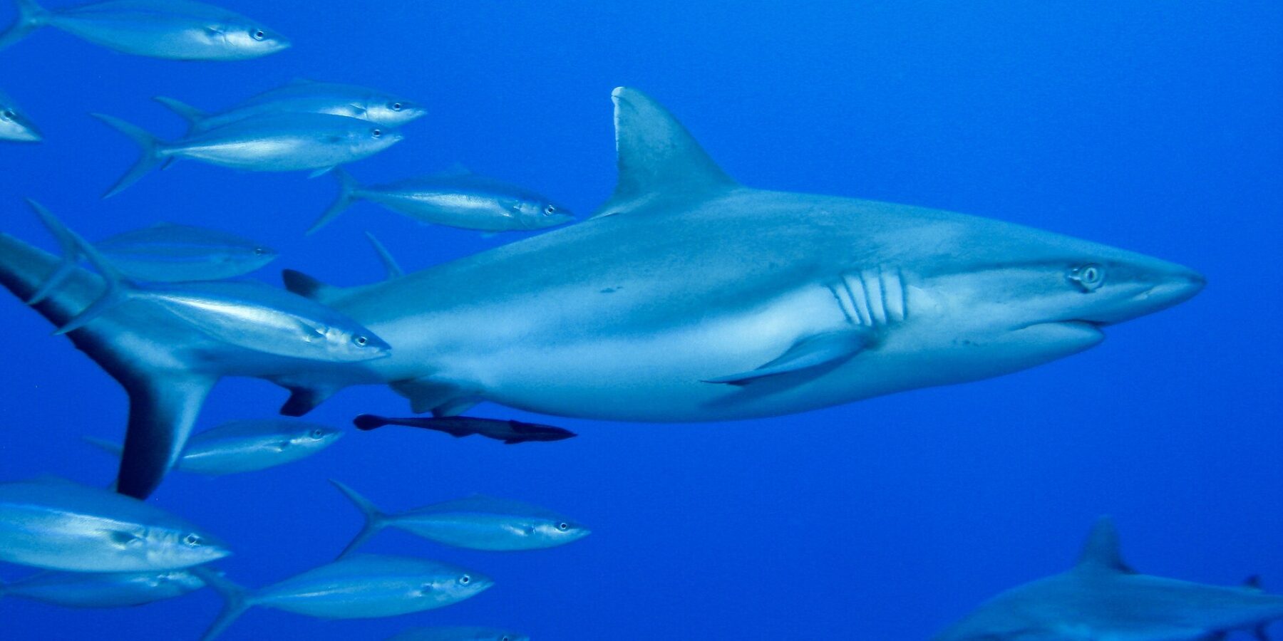 A gray reef shark seen in profile, with a remora under its belly, swims in the blue next to a school of silver fish, with a second shark at bottom right.