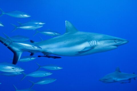 A gray reef shark seen in profile, with a remora under its belly, swims in the blue next to a school of silver fish, with a second shark at bottom right.