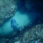 A large potato grouper, gray marbled with black, seen from above, resting on the pale sand of a gully between two coral-covered rock walls, in a cloud of small silver fish