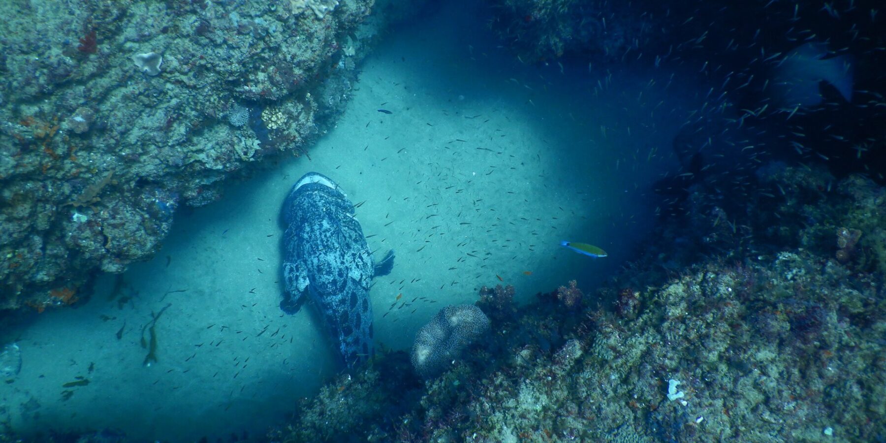 A large potato grouper, gray marbled with black, seen from above, resting on the pale sand of a gully between two coral-covered rock walls, in a cloud of small silver fish