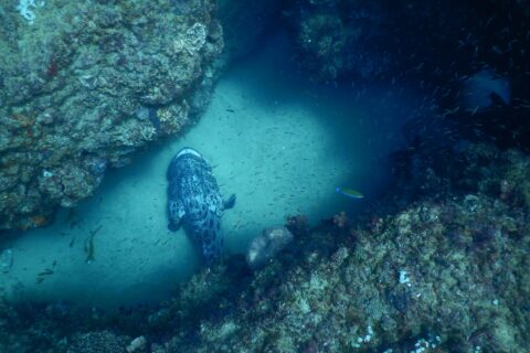 A large potato grouper, gray marbled with black, seen from above, resting on the pale sand of a gully between two coral-covered rock walls, in a cloud of small silver fish