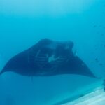 A reef manta ray seen head-on, its white belly and gill slits visible, passes above the sand in blue-green water, with small fish on the reef at right