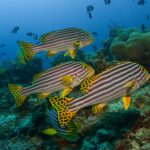 A group of oriental sweetlips striped black and yellow, with black-spotted yellow fins, hovering above the reef in front of anemones and triggerfish