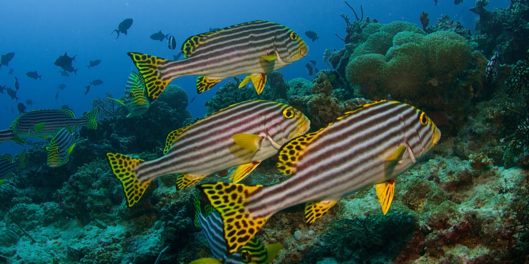 A group of oriental sweetlips striped black and yellow, with black-spotted yellow fins, hovering above the reef in front of anemones and triggerfish