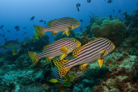 A group of oriental sweetlips striped black and yellow, with black-spotted yellow fins, hovering above the reef in front of anemones and triggerfish