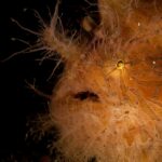 Close-up of an orange hairy frogfish striped with brown and covered in filaments, its small eye gleaming and mouth half open, against a black background.
