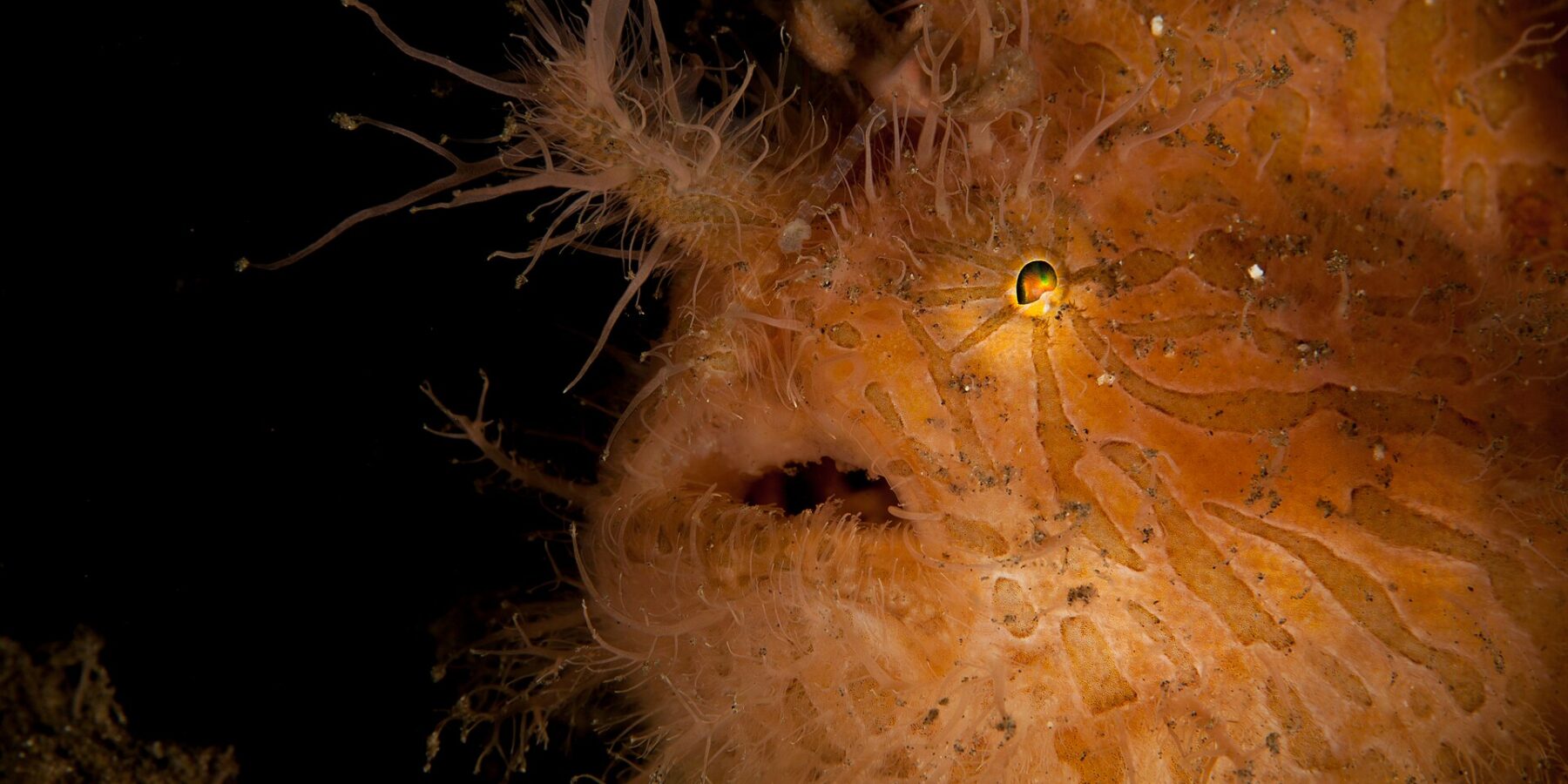 Close-up of an orange hairy frogfish striped with brown and covered in filaments, its small eye gleaming and mouth half open, against a black background.