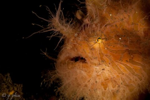 Close-up of an orange hairy frogfish striped with brown and covered in filaments, its small eye gleaming and mouth half open, against a black background.