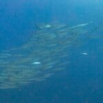 A tight school of silvery barracudas, seen from the side in deep blue water, photographed in the Red Sea at Ras Mohammed