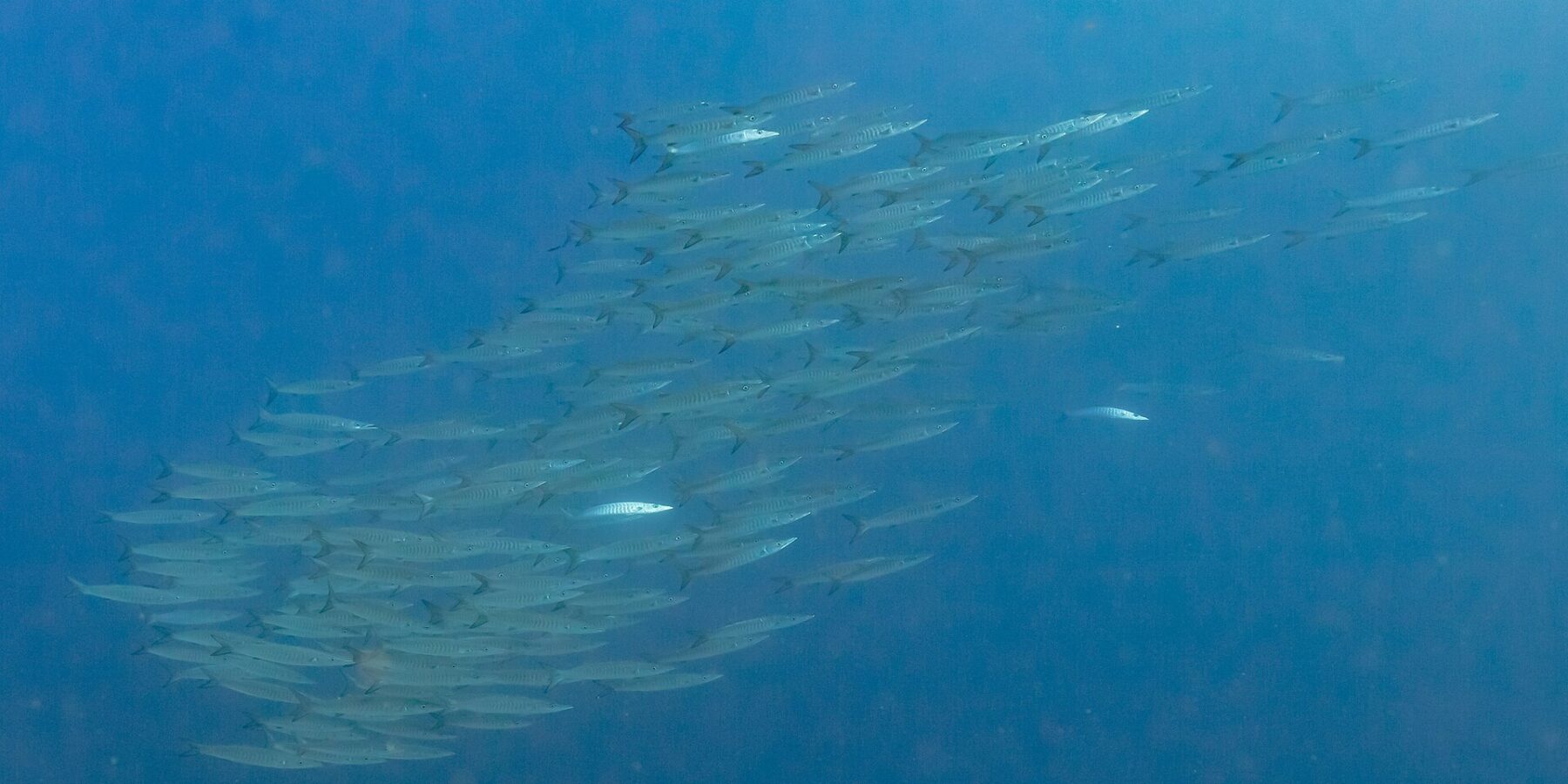 A tight school of silvery barracudas, seen from the side in deep blue water, photographed in the Red Sea at Ras Mohammed