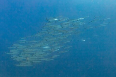 A tight school of silvery barracudas, seen from the side in deep blue water, photographed in the Red Sea at Ras Mohammed