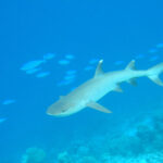 A whitetip reef shark, light gray with white fin tips, swims above a reef in clear blue water, surrounded by blue fusiliers