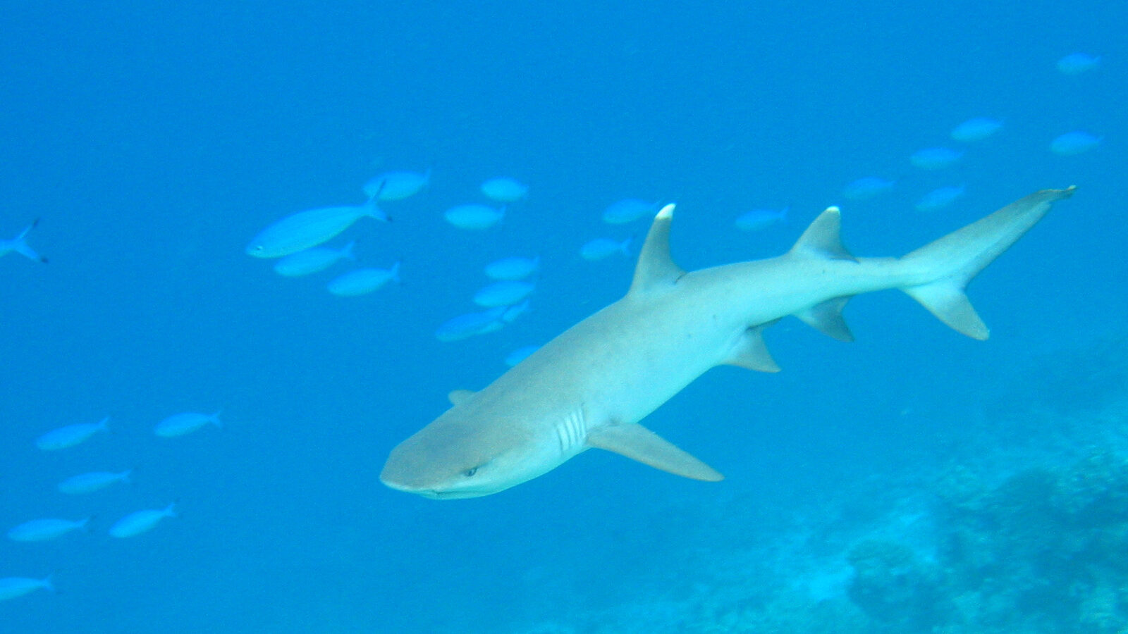 A whitetip reef shark, light gray with white fin tips, swims above a reef in clear blue water, surrounded by blue fusiliers