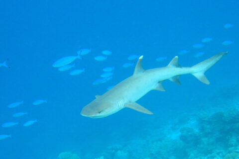 A whitetip reef shark, light gray with white fin tips, swims above a reef in clear blue water, surrounded by blue fusiliers