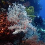 A large white sea fan with red veins spread wide, between a rust-colored sponge riddled with holes on the left and a yellow sea fan, with a diver in black approaching on the right in blue water.