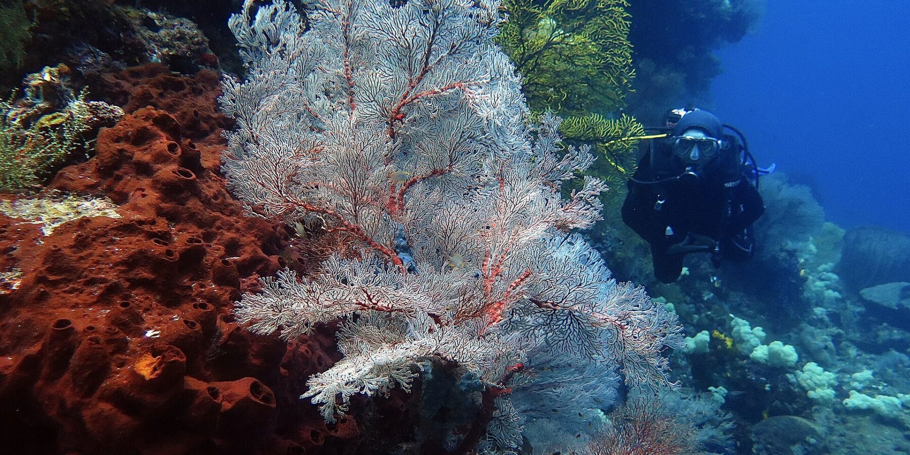 A large white sea fan with red veins spread wide, between a rust-colored sponge riddled with holes on the left and a yellow sea fan, with a diver in black approaching on the right in blue water.