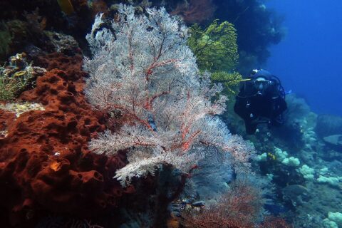 A large white sea fan with red veins spread wide, between a rust-colored sponge riddled with holes on the left and a yellow sea fan, with a diver in black approaching on the right in blue water.