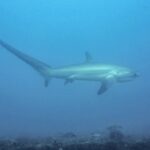 A pelagic thresher shark swimming in profile in milky blue water above a rocky bottom, its long tail raised to the left
