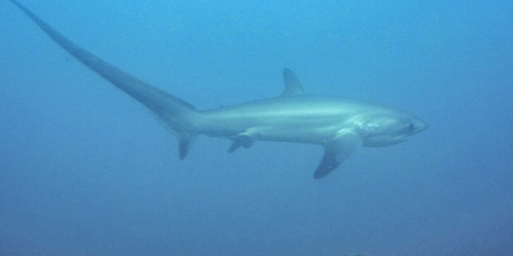 A pelagic thresher shark swimming in profile in milky blue water above a rocky bottom, its long tail raised to the left