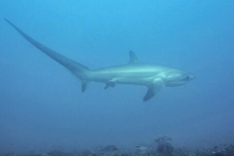 A pelagic thresher shark swimming in profile in milky blue water above a rocky bottom, its long tail raised to the left