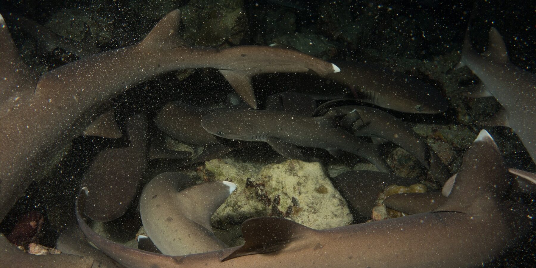 At night, a tight pack of whitetip reef sharks tangle above the rocks, their gray-brown bodies and white fin tips lit by the flash against a black background speckled with particles.