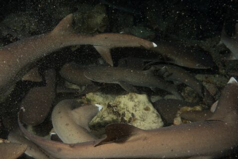 At night, a tight pack of whitetip reef sharks tangle above the rocks, their gray-brown bodies and white fin tips lit by the flash against a black background speckled with particles.